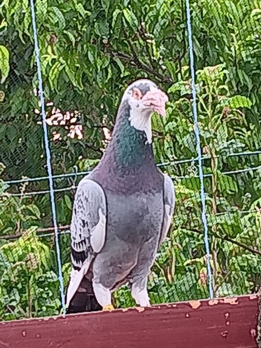 Gołębie Staropolskie