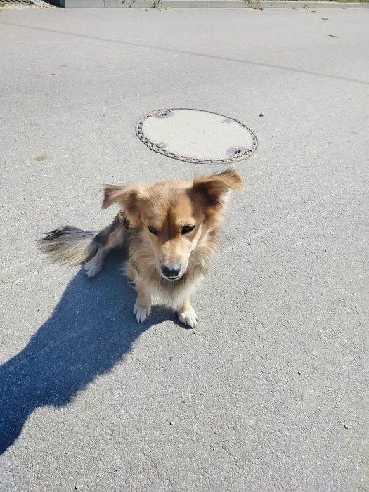 Błąka się pies, czyj?
