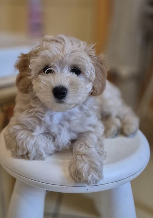 Malutki szczeniak  maltipoo,  badania genetyczne