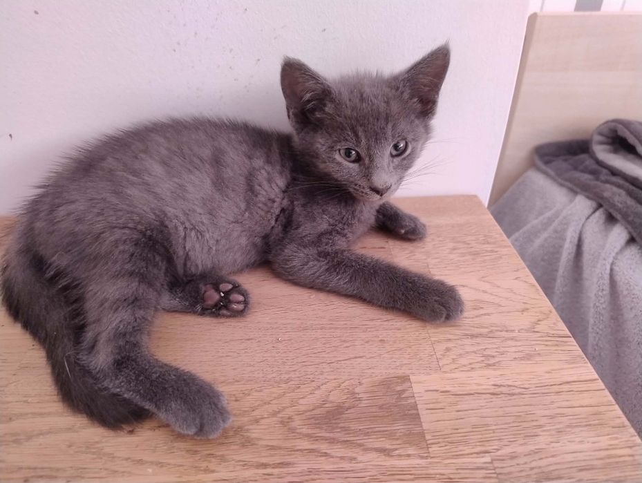 Śliczny kociak do adopcji. Oddam kota. Adopcja darmowa. Niebieski