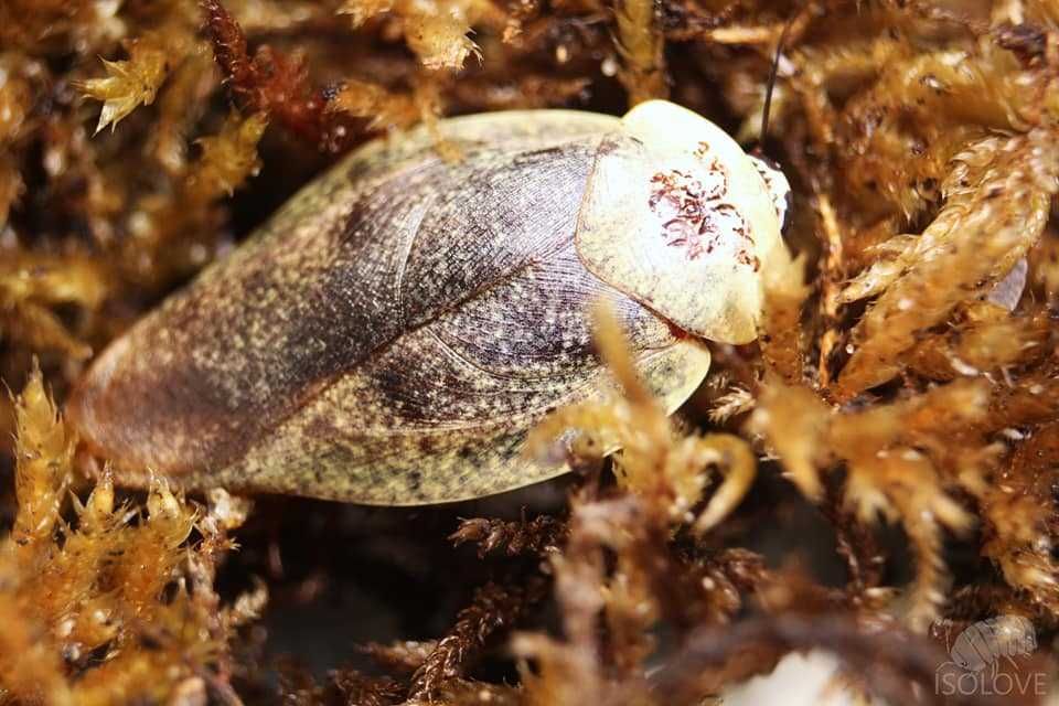 Gyna lurida, karaczany ozdobne, porcelanowe