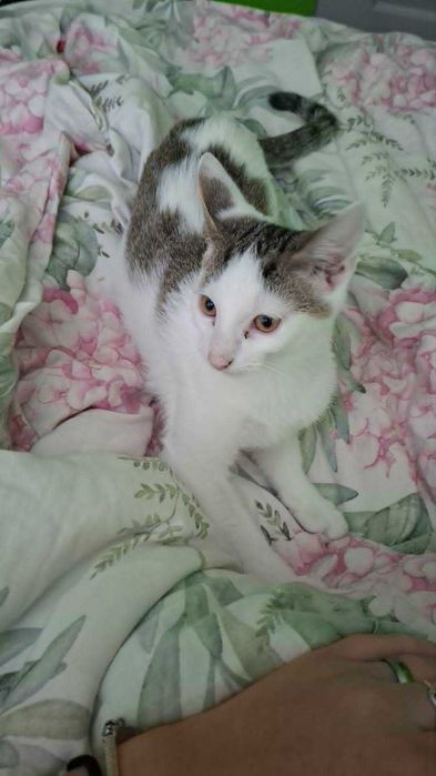 Przecudny kocurek gotowy do adopcji