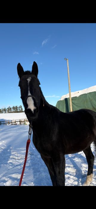 Klacz kara Sp ojciec slazak