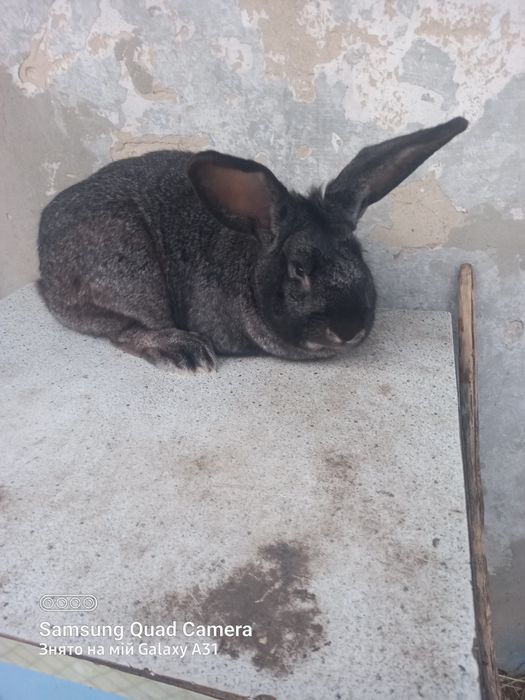 Кролики,кролі,вухаті