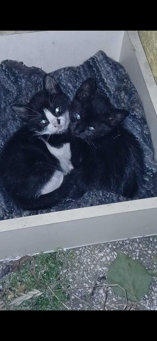 Dá-se 2 gatinhos 2 meses