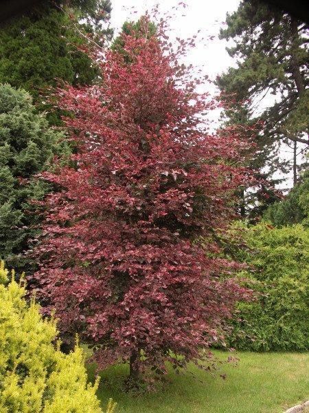 Buk pospolity ’ Purpurea Tricolor ’ Fagus Sylvatica