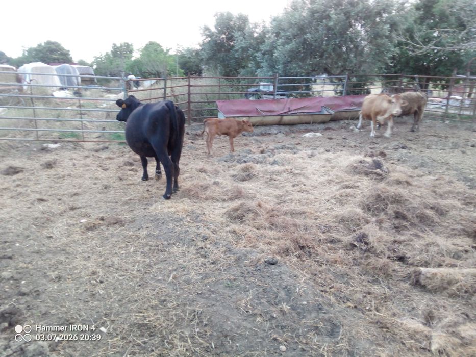 Vacas cheias, Angus, limousine e charolesas