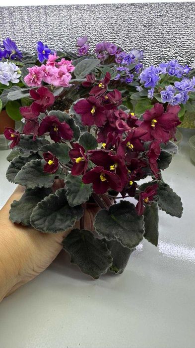 Цветущие мини фиалки.