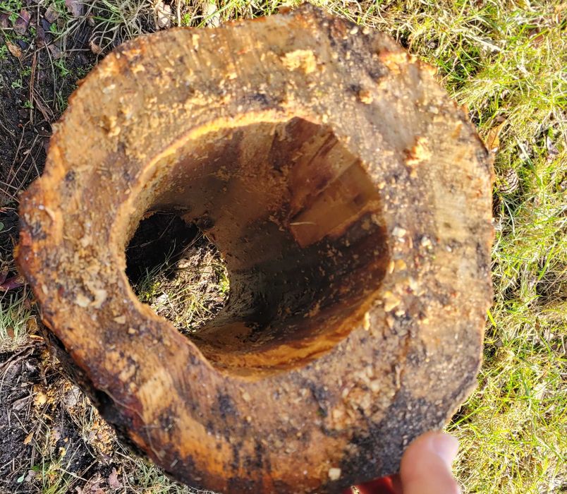 Wydrążony pień kasztan projekt