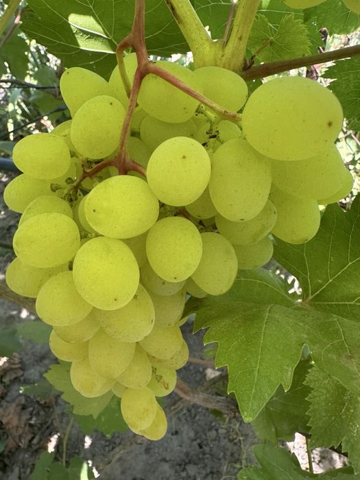 Чубуки , черенки, живці ,винограду