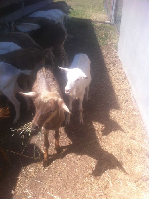 козочки 1.5 года. 2. литра в сутки. Козлята 6. месяцев на молоке.
