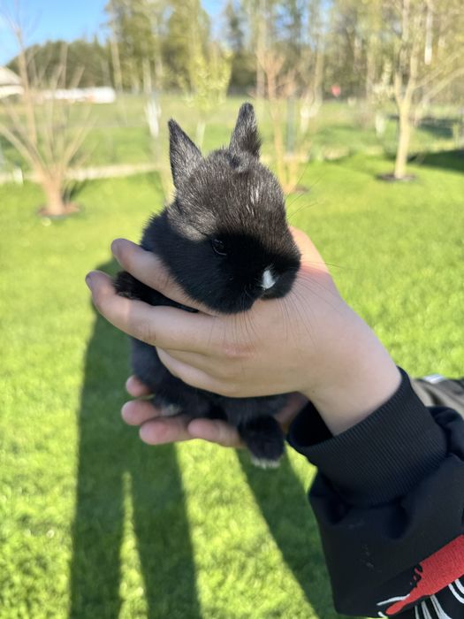 Króliczki miniaturki karzełki.