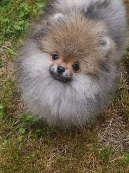 Pomeranian szpic miniaturowy