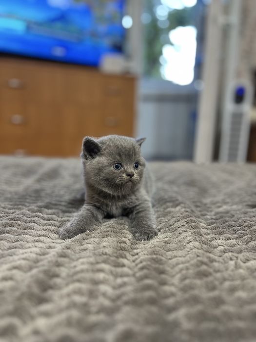 Британські кошенята