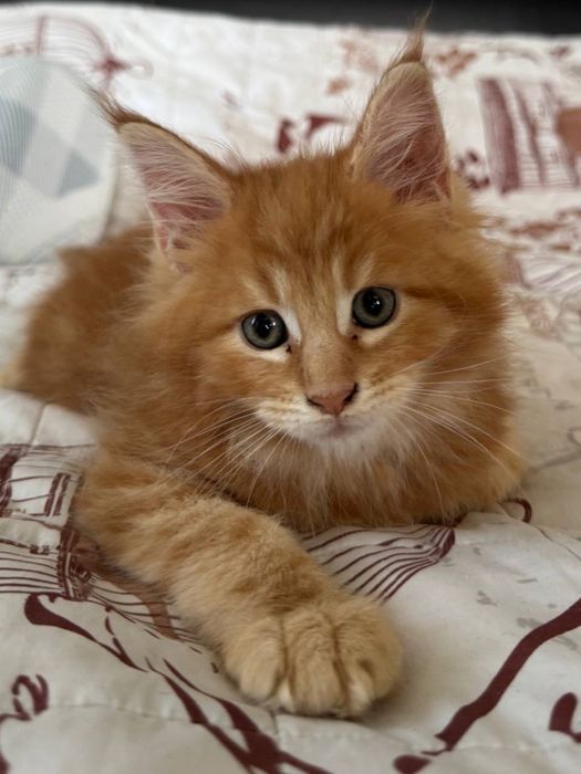 Продам котят мейкун