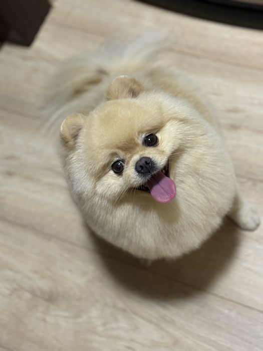 Вязка Померанський Шпіц