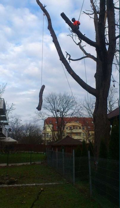 Wycinka przycinanie drzew wycinanie alpinista Wrocław tel 604.122.123