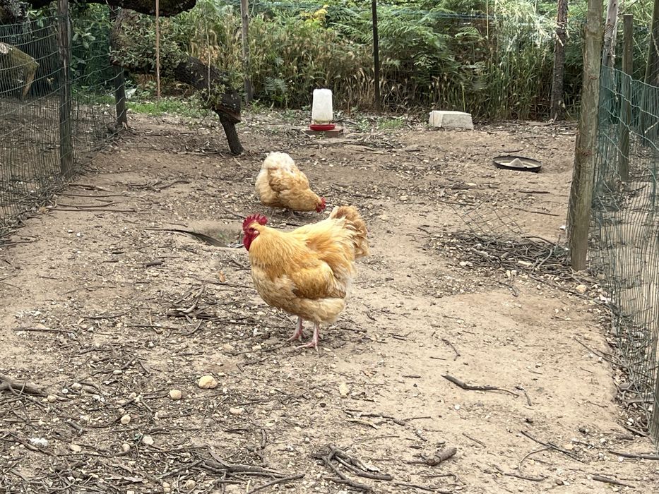 Galinhas várias raças