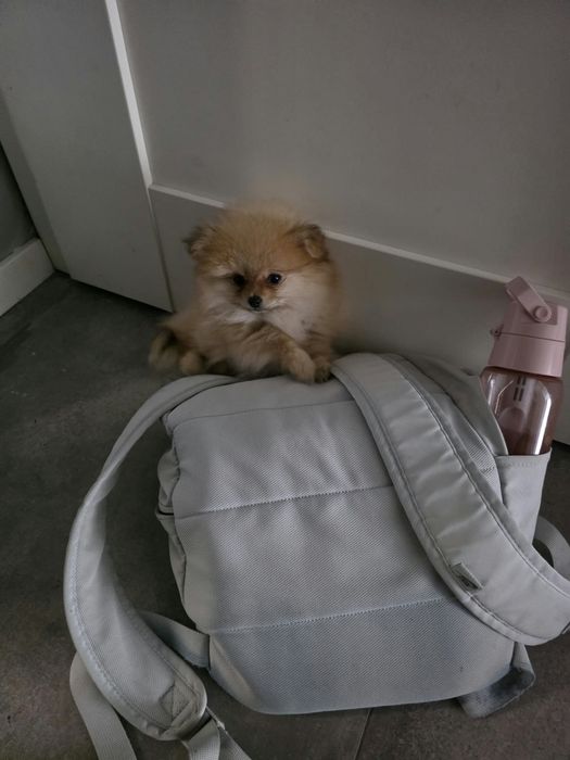 Pomeranian dziewczynka  szpic miniaturowy ZKwP FCI