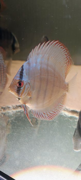 Mix Pokarm Dyskowce Mrożony Paletki Discus 500g Odrobaczanie .