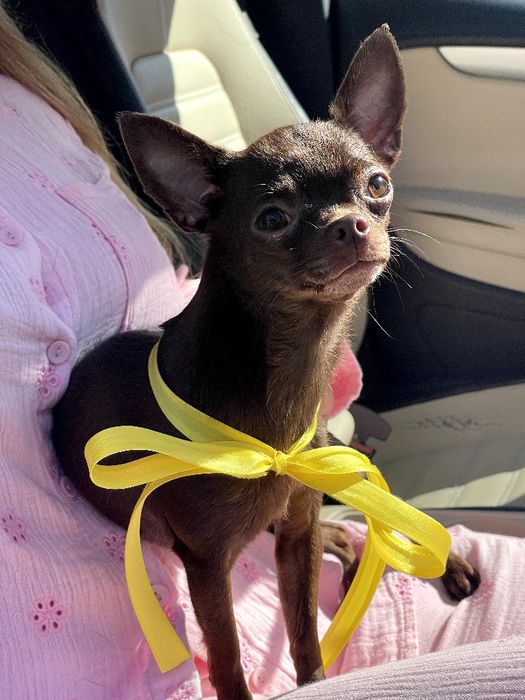 VIP Чіхуахуа шоколадна модниця