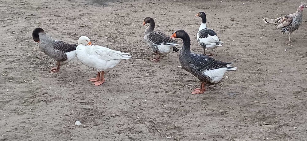 Sprzedam gęsi ,samice i samce