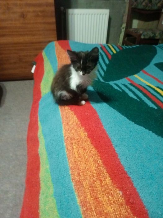 Віддам безкоштовно дівчинку