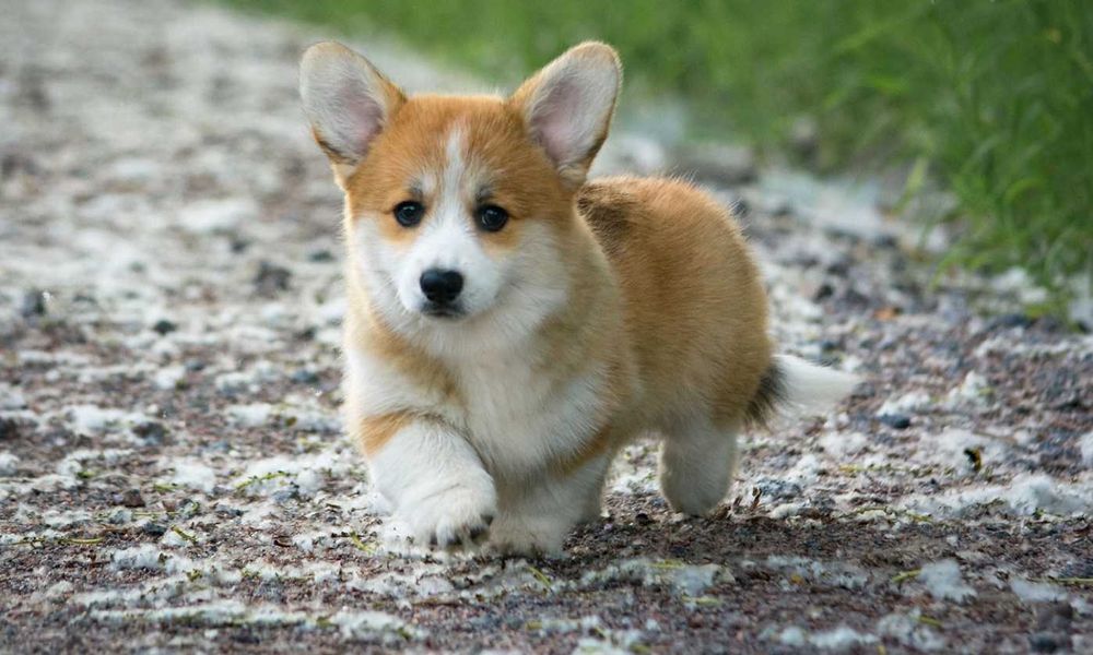 Welsh Corgi Pembroke, nasze gwiazdy telewizji.