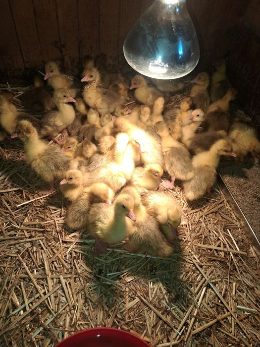 Gąski gęsi kołudzkie pisklęta