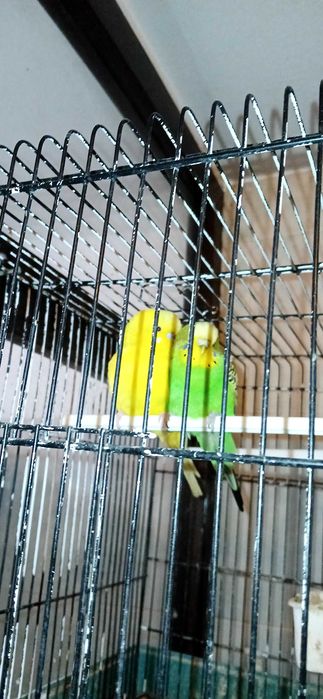 Piriquiros para troca.