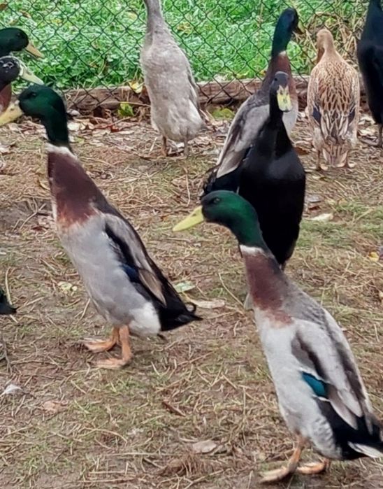 Kaczory biegusy indyjskie biegus indyjski z 2025 roku