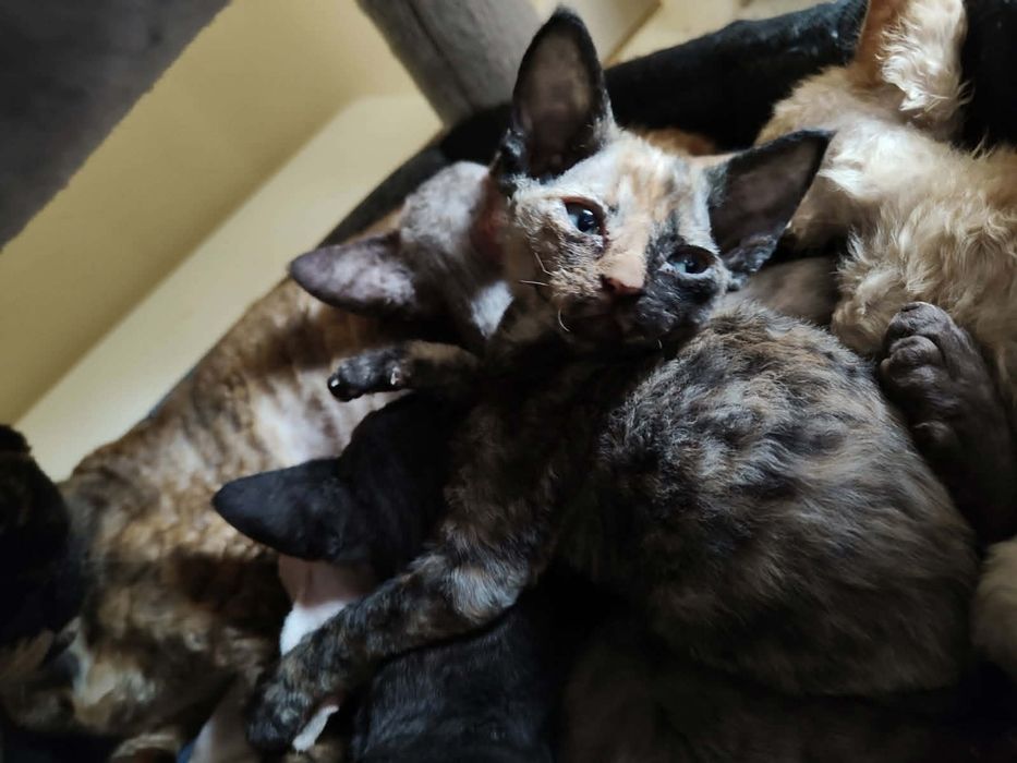 Koteczki devon rex
