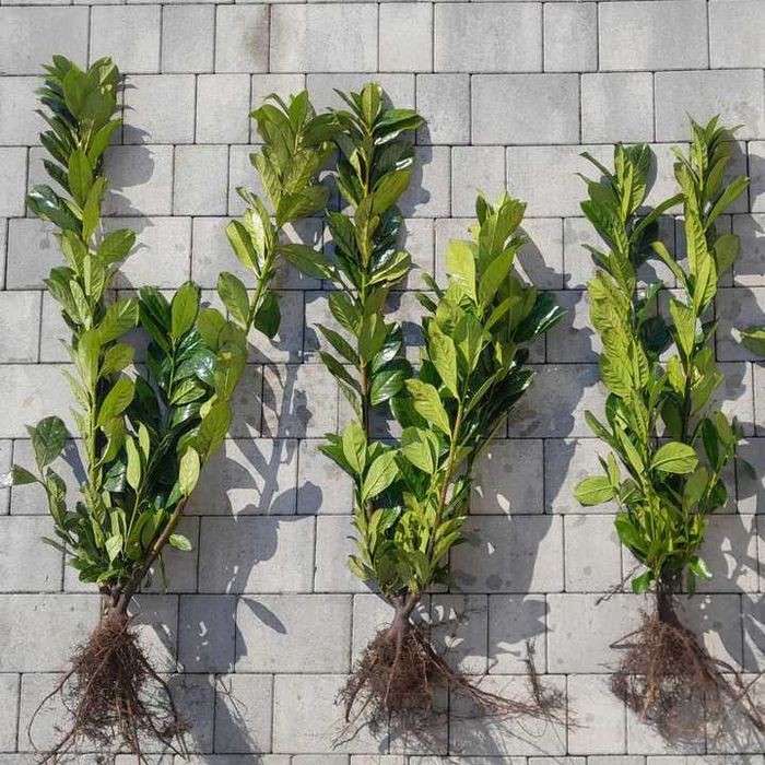 Laurowiśnia! Do 200 cm! Novita Caucasica Rotundifolia! Sadzimy!