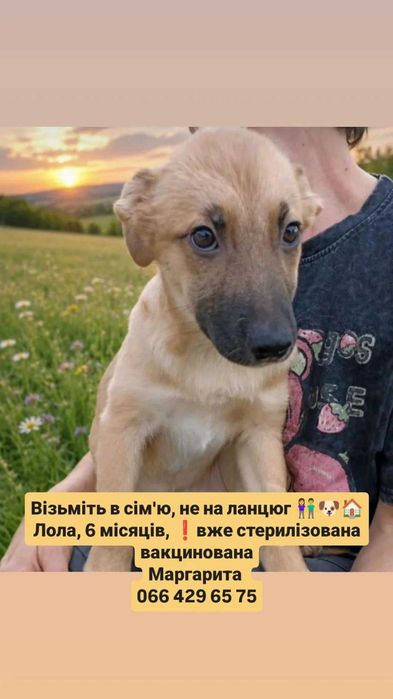 Цуценята в добрі сім'ї