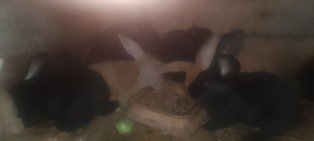 Sprzedam króliki na sztuki likwidacja hodowli