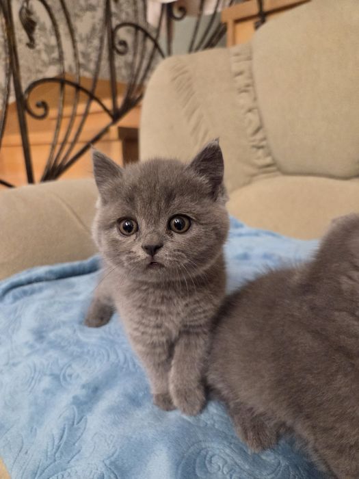 Кошечка прямоухая шотландка