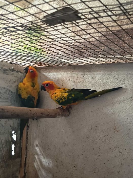 Casal aratingas sol( não aceito trocas)