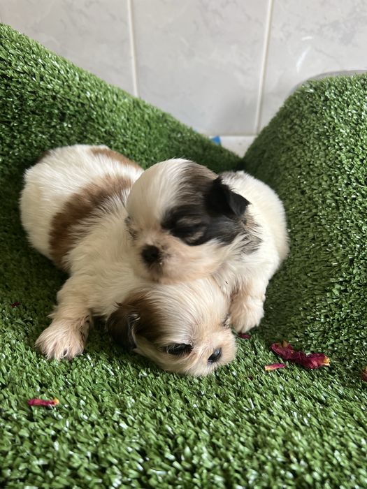 Shi-tzu.excelemte  femea pequenina