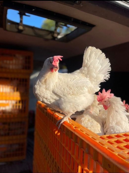 Продаж курей несучок прода легорн