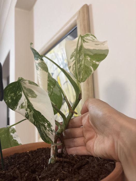 Monstera variegata