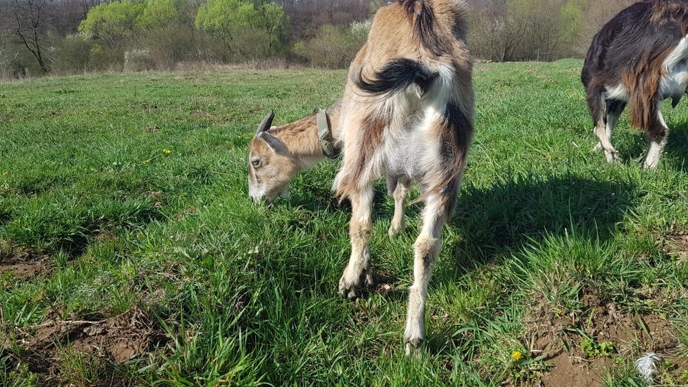 Продам дойну козу, перший окот
