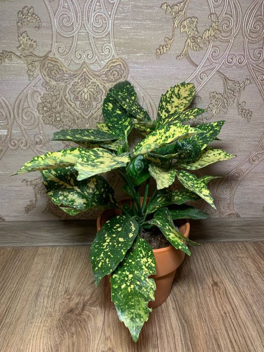 Аукуба  Японська