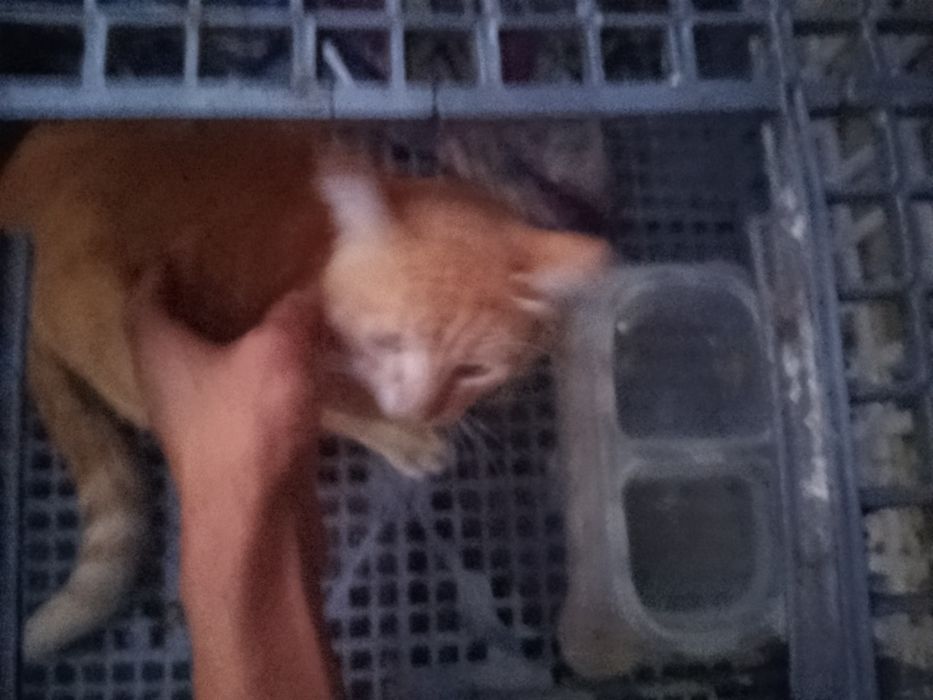 Pra adoçao gato amarelo com laranja
