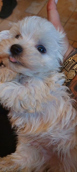 Maltanczyk gotowy do odbioru