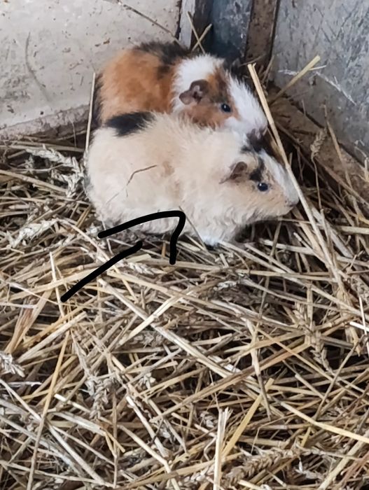 Świnki morskie samczyki