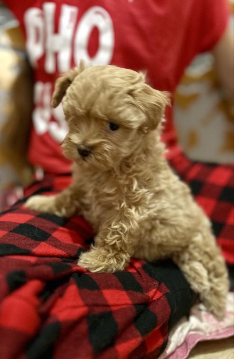 Мальтіпу чарівні малюки у продажу