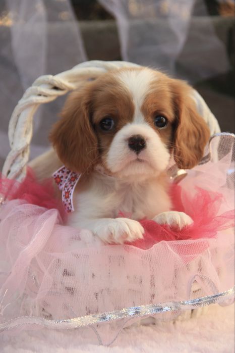 Дівчинка Кавалер Кінг чарльз спаніель