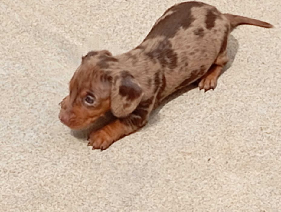 Teckel Kaninchen  miniatura fêmea Arlequim chocolate