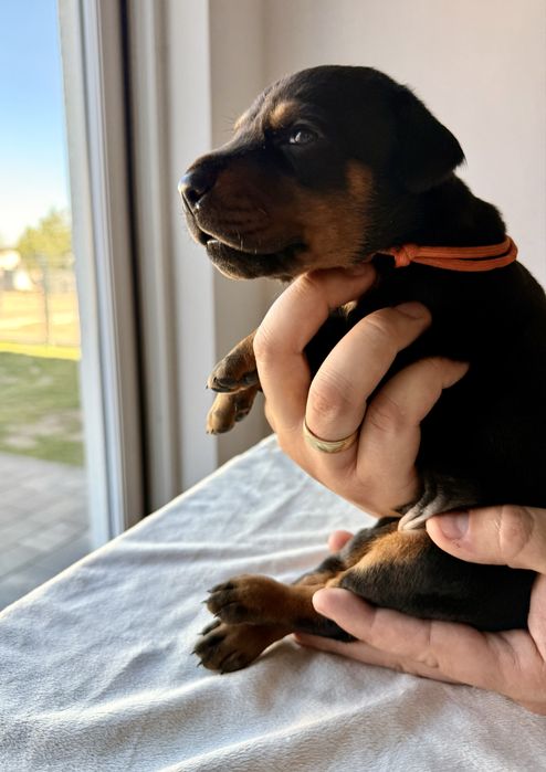 Twój przyszły Doberman zaczyna się tutaj.