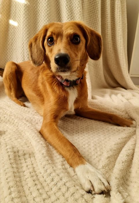 Czy Fanta dostanie szansę